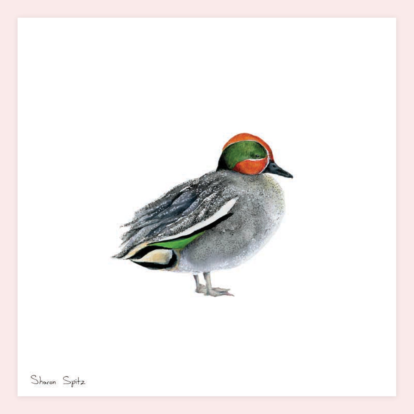 Eurasian Teal - Sharon Spitz