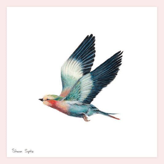 Lilac-breasted roller - Sharon Spitz