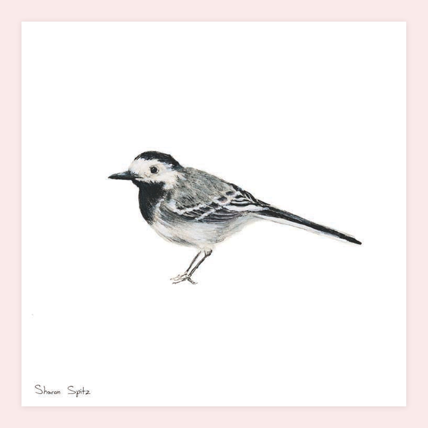Wagtails - Sharon Spitz